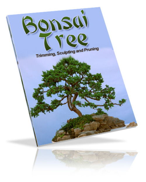 Product picture Bonsai Tree PLR